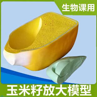 厂家直销玉米籽粒模型胚芽u结构种子芽发育双子叶荠菜胚发育生物