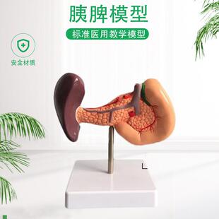 胰腺消化系统脾胆十二指肠肝脏胆囊J脾脏医学解剖学模型包邮