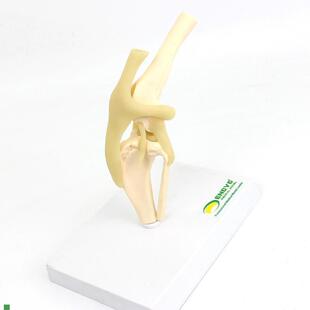颐诺ENOVO狗犬膝s关节模型犬关节韧带骨头动物骨骼标本