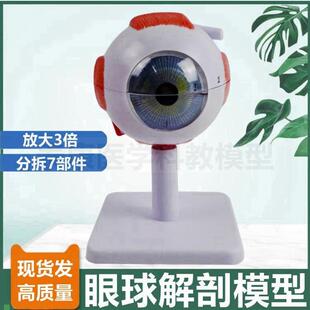 人体眼球解剖模型3倍6倍大可拆卸晶状体老年白内障眼Z青光眼病理