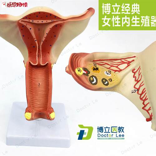 医学人体女性生殖系统内D生殖 器 模型子宫模型妇产科解剖计划生
