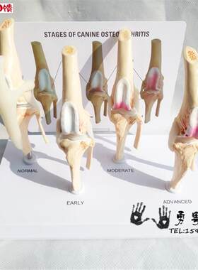 狗骨膝关节 模型 狗关节 犬关节 y健康关节教学演示对比模