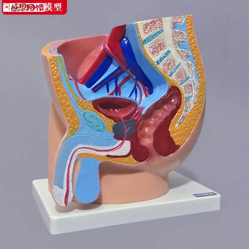 男性生殖系统模型人体矢状.解剖面结构骨盆腔医学教学模具教具道
