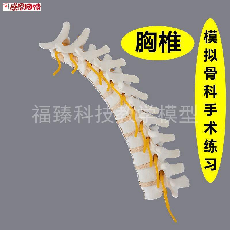 胸椎模型骨科医生手术练习.用假骨韧带神经人工骨脊柱颈椎腰椎彷