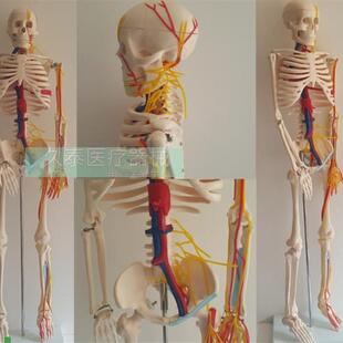 人体骨骼模型85CM椎间t盘骨架模型骨骼标本骨架附血管神经模具