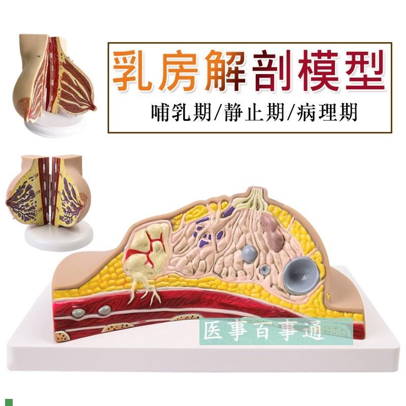 乳房模型胸模型胸部解剖模型静止期哺乳期女性乳房U结构造教学医