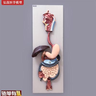 人体消化系统模型胃肠肝胆解w剖结构造幼儿园科学教学模具医学教