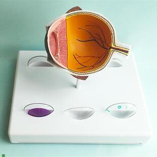 青光眼眼睛结构解剖教具眼球w半边人体眼球眼睛眼珠角膜虹膜晶状