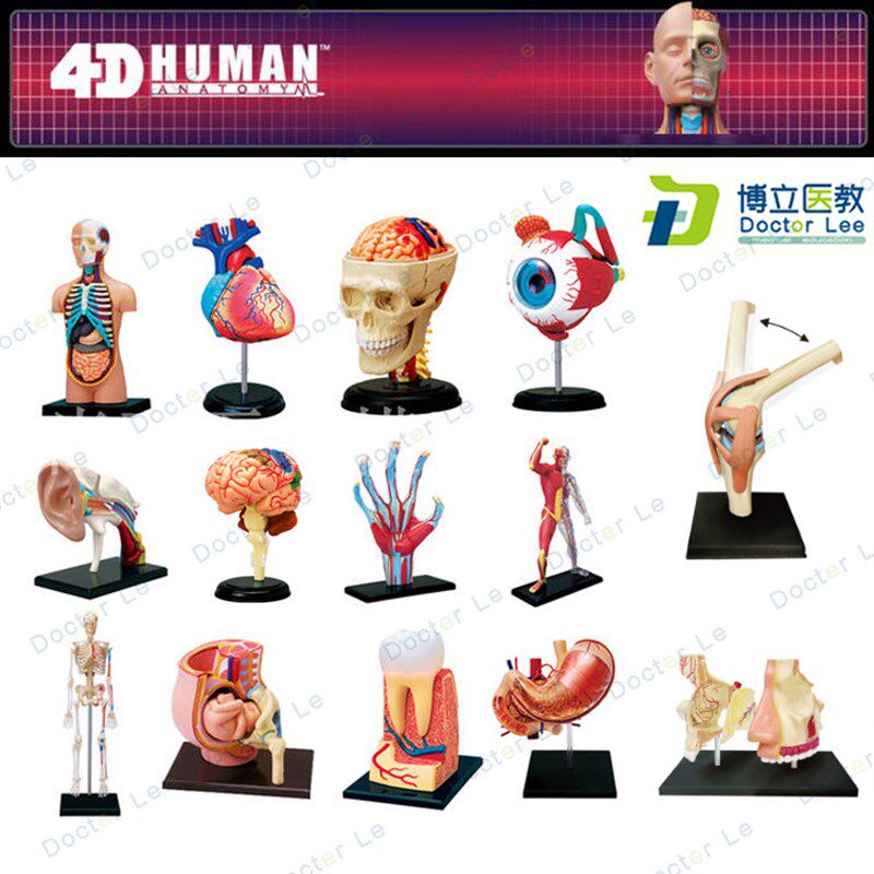 4DMASTER拼装人体模型内脏脑颅骨肌肉手骨架眼耳牙V胃心脏妊娠膝