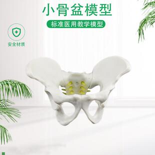 盆骨模型小型人体骨盆模型分娩示范教学L模型桌上礼品模型包邮