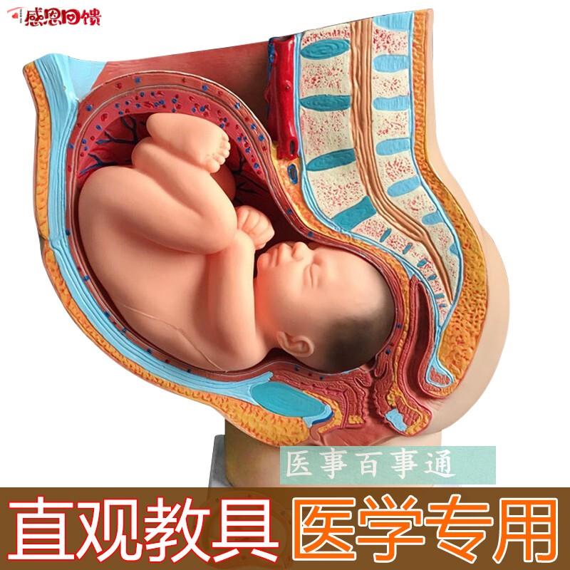 骨盆含妊r娠九个月胎儿模具/女性矢状解剖九个月/怀孕胎儿模型40