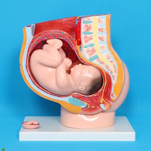 胎儿子宫生殖模型妇科女性盆w腔附足月胎儿解剖模型妊娠发育九个