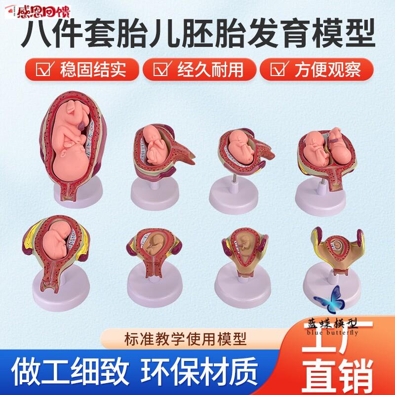 人体胚胎发育模型 妊娠胚胎发育过程 C怀孕十月胎儿模型 医学教