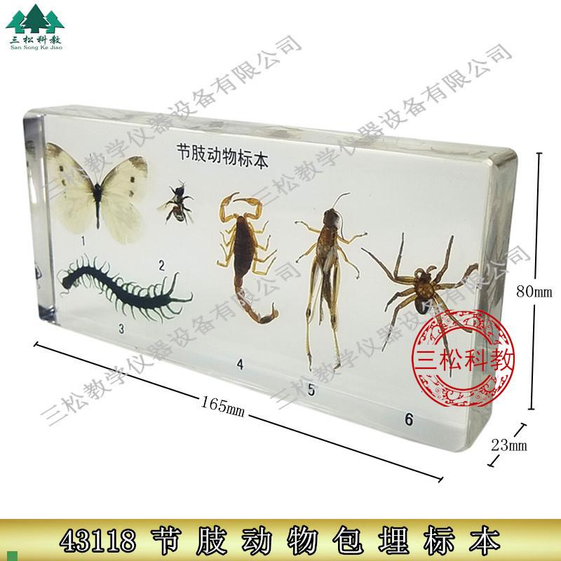 树脂包埋人工琥珀节肢动物标本昆E虫螃蟹蟋蟀蜘蛛幼儿园儿童教学