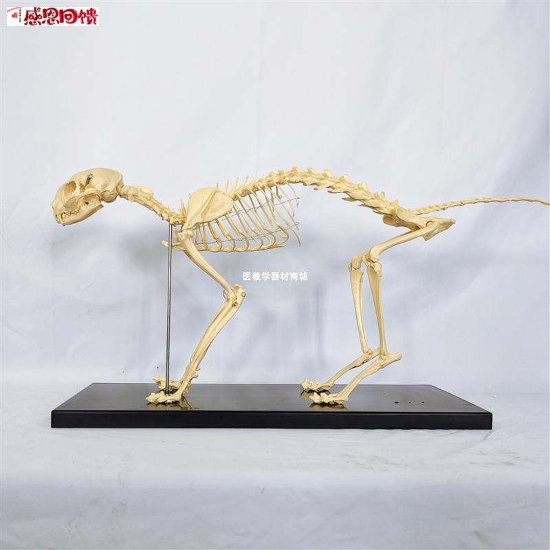高仿真猫骨架标本猫全身骨骼模型 动物u骨头关节 兽医宠物医院用