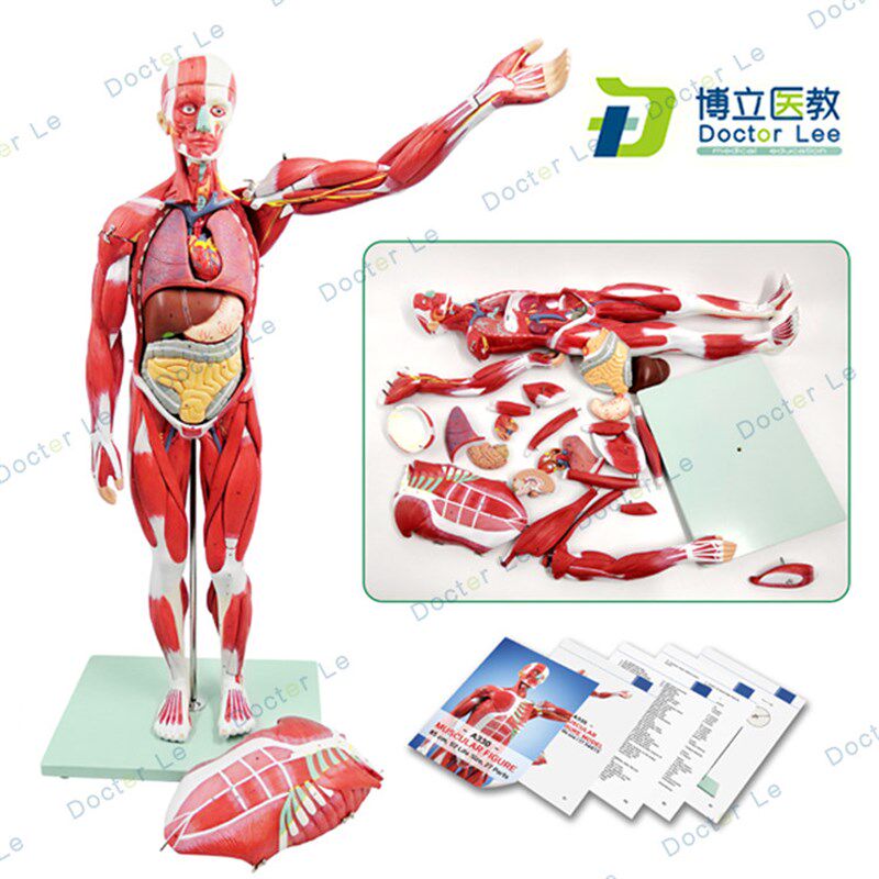 人体全身肌肉附内脏器官x解剖模型医学人体肌肉组织模型