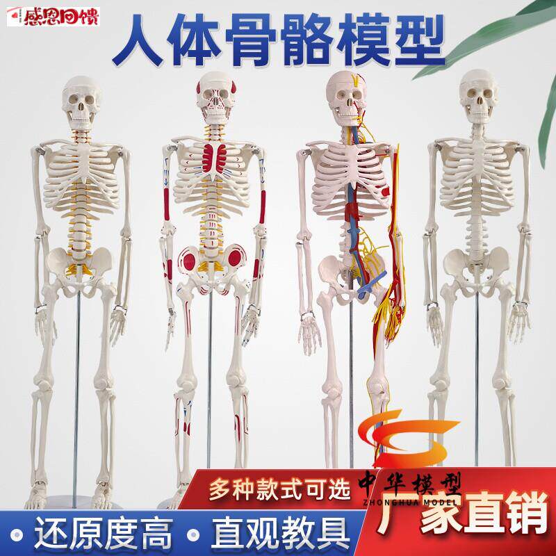 85CM人体骨骼模型 170CM骨架人体模型成人小骷s髅教学模型脊椎全