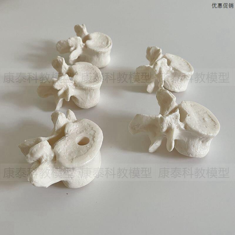 人体脊椎模型散骨颈椎胸椎腰椎仿真1m比1寰椎枢椎正骨盲人按摩瑜
