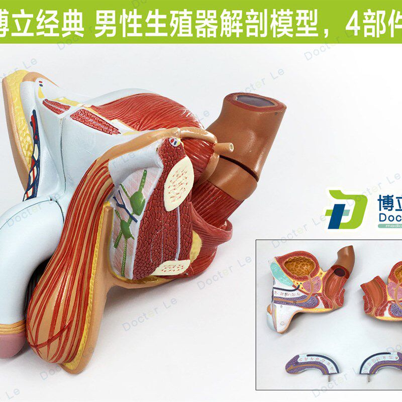 男性内外生e殖器泌尿模型男科模型睾丸解剖模型计生健康展示医教