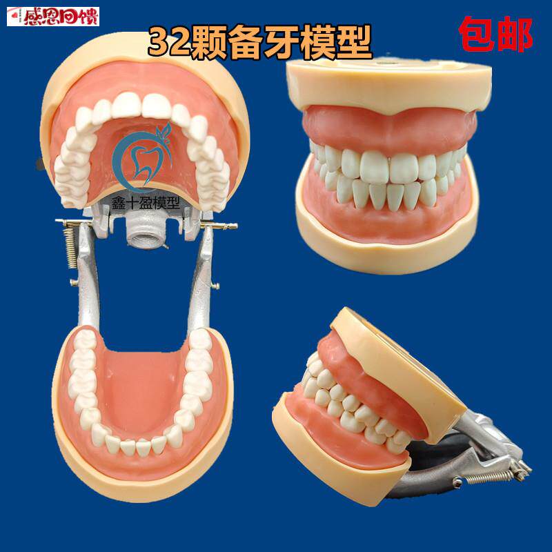牙科口腔教学模型 32颗备牙模型 可拆卸牙齿z 排龈练习软牙龈包