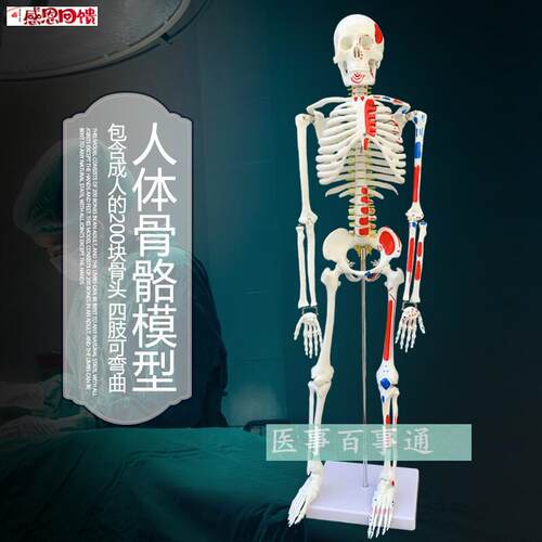 85CM人体骨骼带全身肌肉起止点 骷髅骨N架 医学教学 医患沟通模