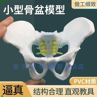教学小型人体骨盆妇科检查模型骨盆D标本骨盆演示模型通用女性盆