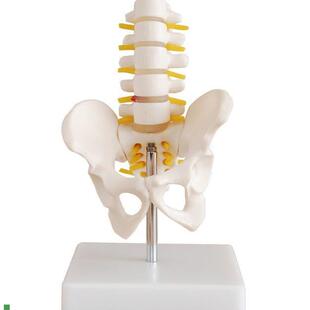 骨盆模型小型骨盆带五p节腰椎关节模型骨骼神经构造髋骨骶骨尾骨