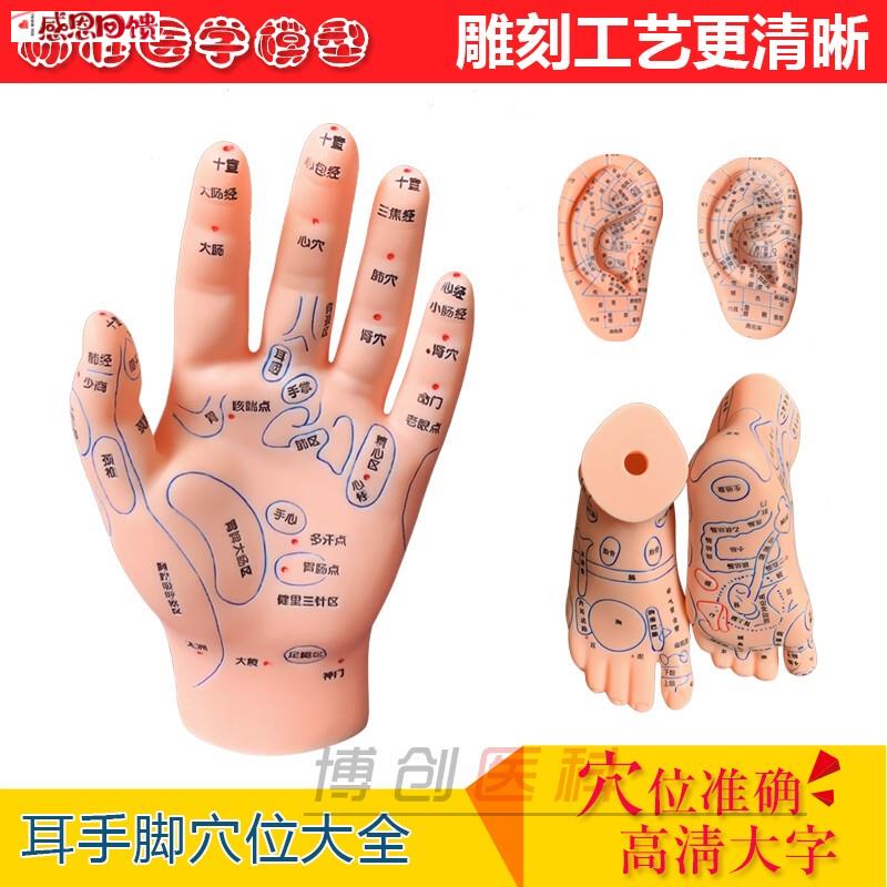 手部足底耳朵模型反射区按摩高清刻字版中医教R学推拿针灸点穴人