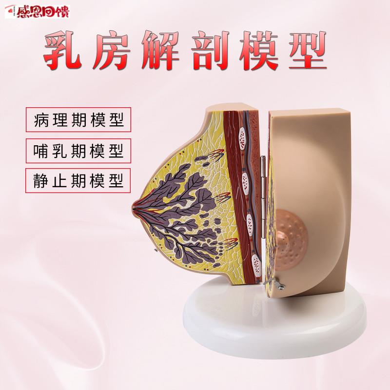 催乳师培训教材仿真女K性乳房解剖模型(受孕)孕期女性乳房解