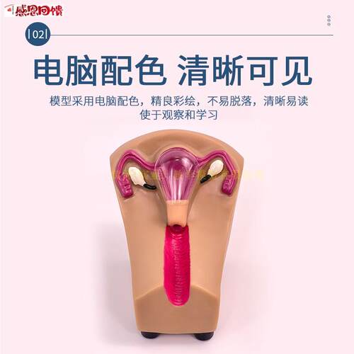 女性宫内避孕器及训练模型 妇幼计生教学 生F殖宫颈子宫外阴道卵