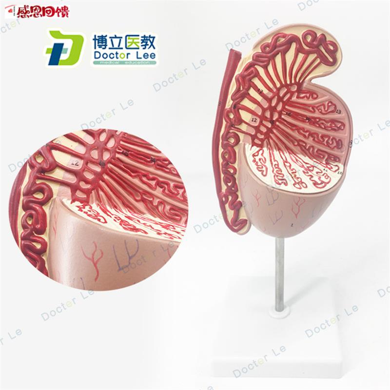 男性生殖器睾丸模型 睾丸结N构 生殖泌尿科模型 男科模