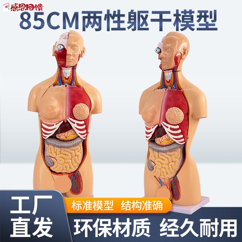 85CM两性M躯干可拆23件人体器官结构组织解剖内脏器官结构分布结