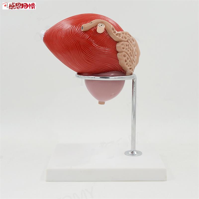 膀胱模型输精管前列腺i男科生殖泌尿可拆卸外科医生解剖仿真标本