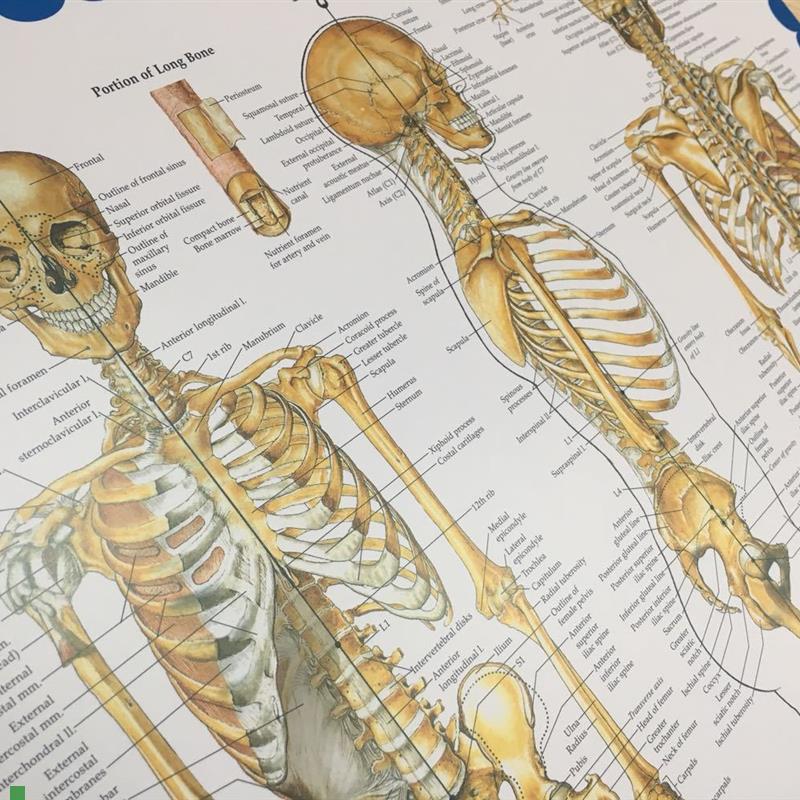 专业医学高端教学艺术骨t骼挂图骷髅壁画人体结构解剖图谱骨科