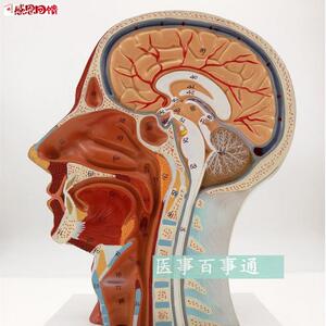 人体头骨Y带肌肉神经血管模型型 美容面部神经微整形 头浅表模