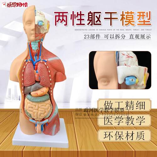 人体解剖模型器X官可拆卸医学教学人体器官模型躯干系统结构图解