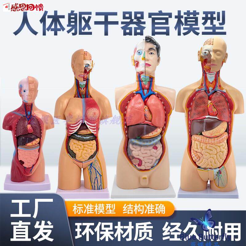 人体器官结构解剖模型全身内脏J大脑心脏躯干模特教学医学儿童拼