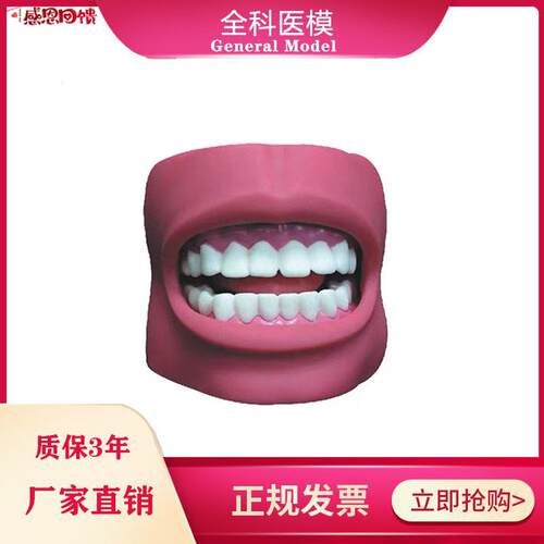 牙护理保A健模型(带脸颊自然大)口腔清洁教学练习模