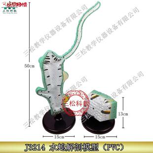 水螅解剖放大模型 触手 3214 初中高j中生物模型实验器材 教学仪
