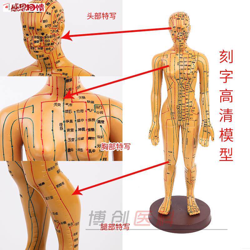 中医经络针灸人体穴位模型H按摩教学48cm女小人铜色高清晰刻