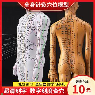 卓越针灸穴位人体模型经络穴位模特图全身中M医十二铜人扎针小皮
