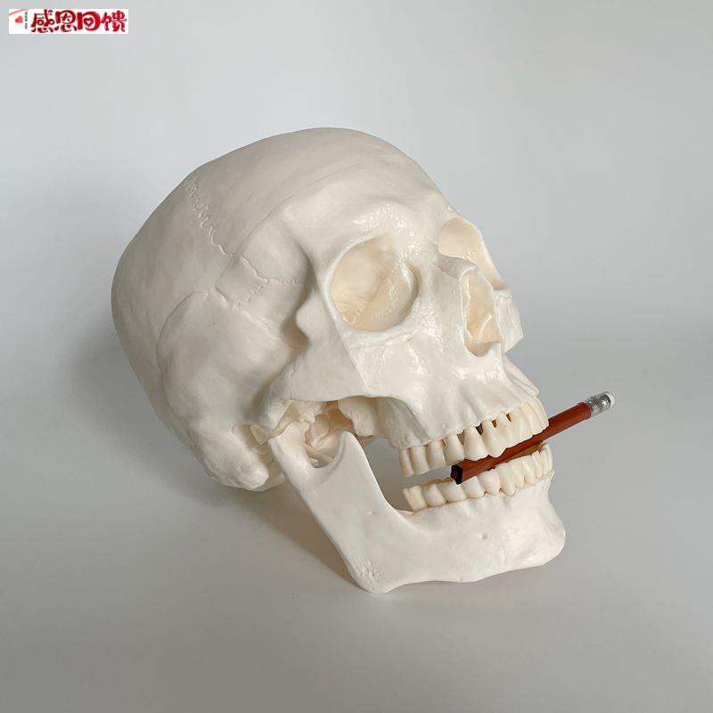 医用人体头骨模型 1比1头颅骨模型骷髅头模型Z可拆卸口腔模型 头