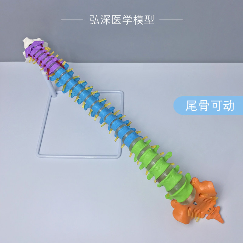 人体脊柱模型彩色k分区一比一脊椎尾骨骼可动弯曲颈胸腰椎间盘教