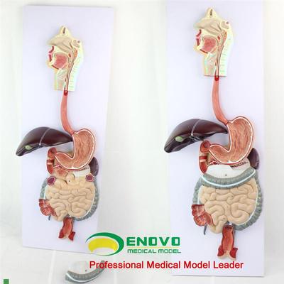 颐诺正品医用人体消化系统模型A胃肝模型解剖人体消化道解剖模型
