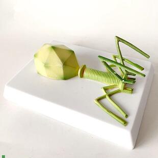 噬菌体模型感h染细菌真菌藻类放线菌螺旋体微生物学校实验