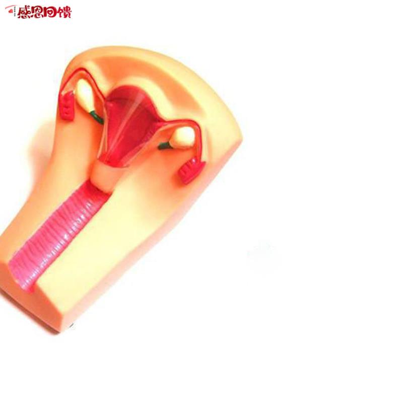 女性宫内避孕器及训练模型 避孕训练模型a 女性上环训练模