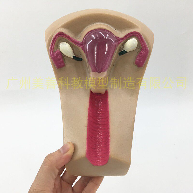 女性宫内避孕器及训练模型子宫生殖器官教学模具上Z环取环练习
