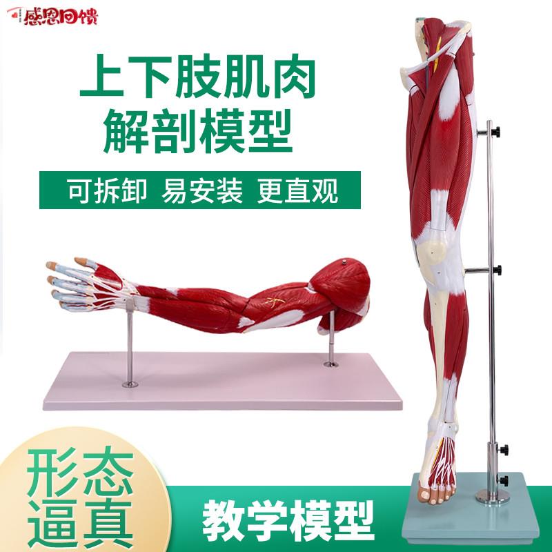 医学人体上下肢肌a肉血管神经模型 腿部运动系统 手臂运动肌肉解