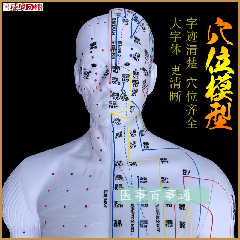 中医针灸穴位M图人体模型85cm男模型清晰经络小人体针灸穴位模
