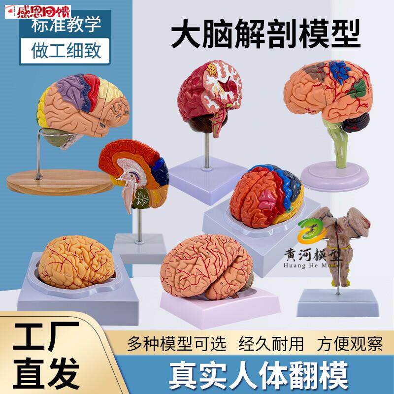 1:1大脑功能分区模型脑模型医v学 彷真脑模型皮层分区模型医学示